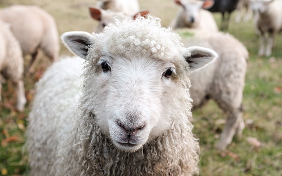 Agriculture law - image of sheep