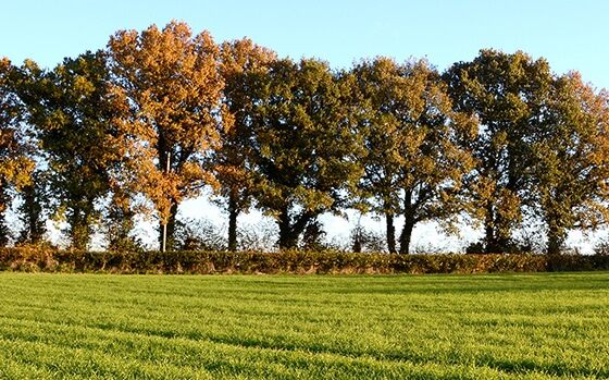 Trees and hedgerow in a field