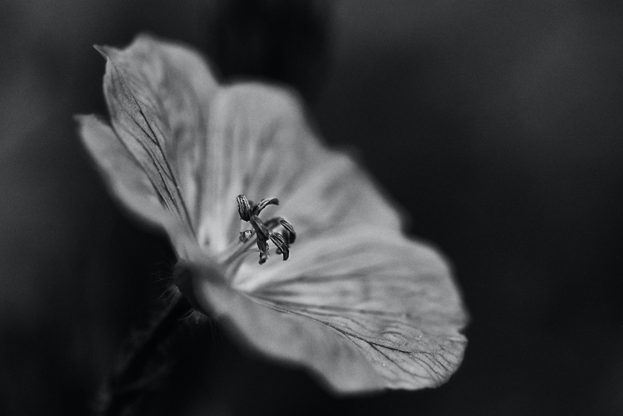 a close up of a black and white flower