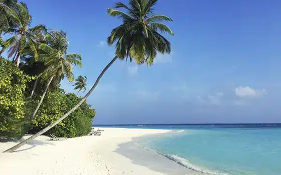 palm tree overhanging the beach