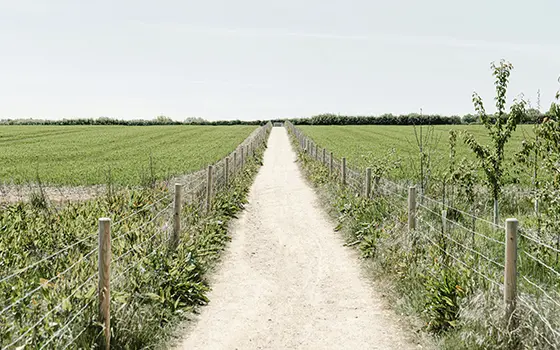 a footpath or bridleway in between two fenced fields