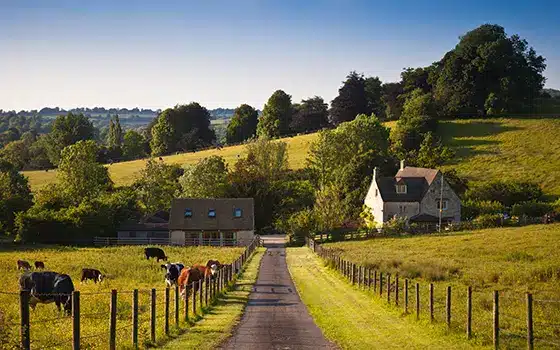 rural property alongside a farmers field with cows